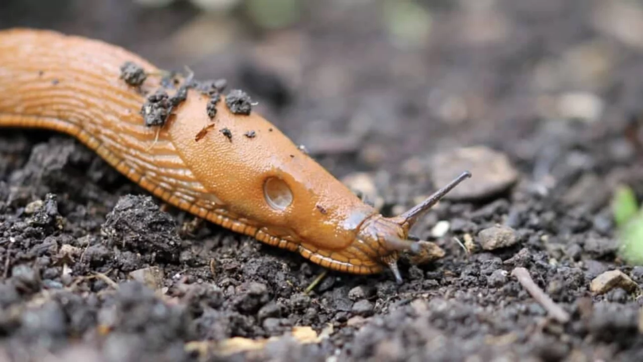 Growers Guide For Strawberries In Ohio 7 Slug