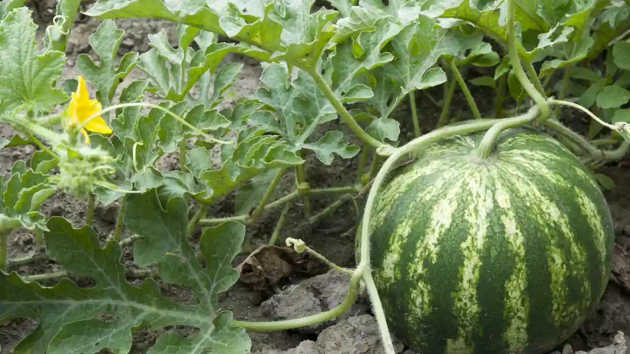 How to Grow Hydroponic Watermelon the Right Way 2 Small watermelon