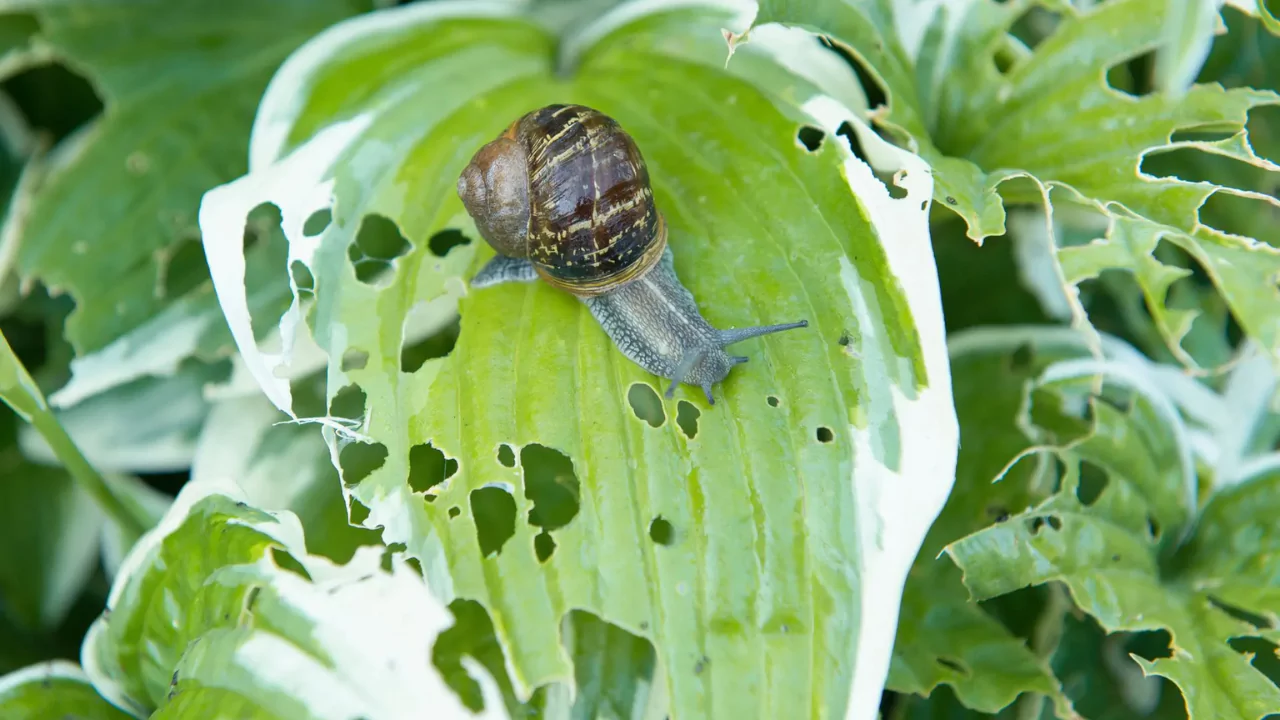 What Do Snails Eat? 2 Snail Diet In The Garden