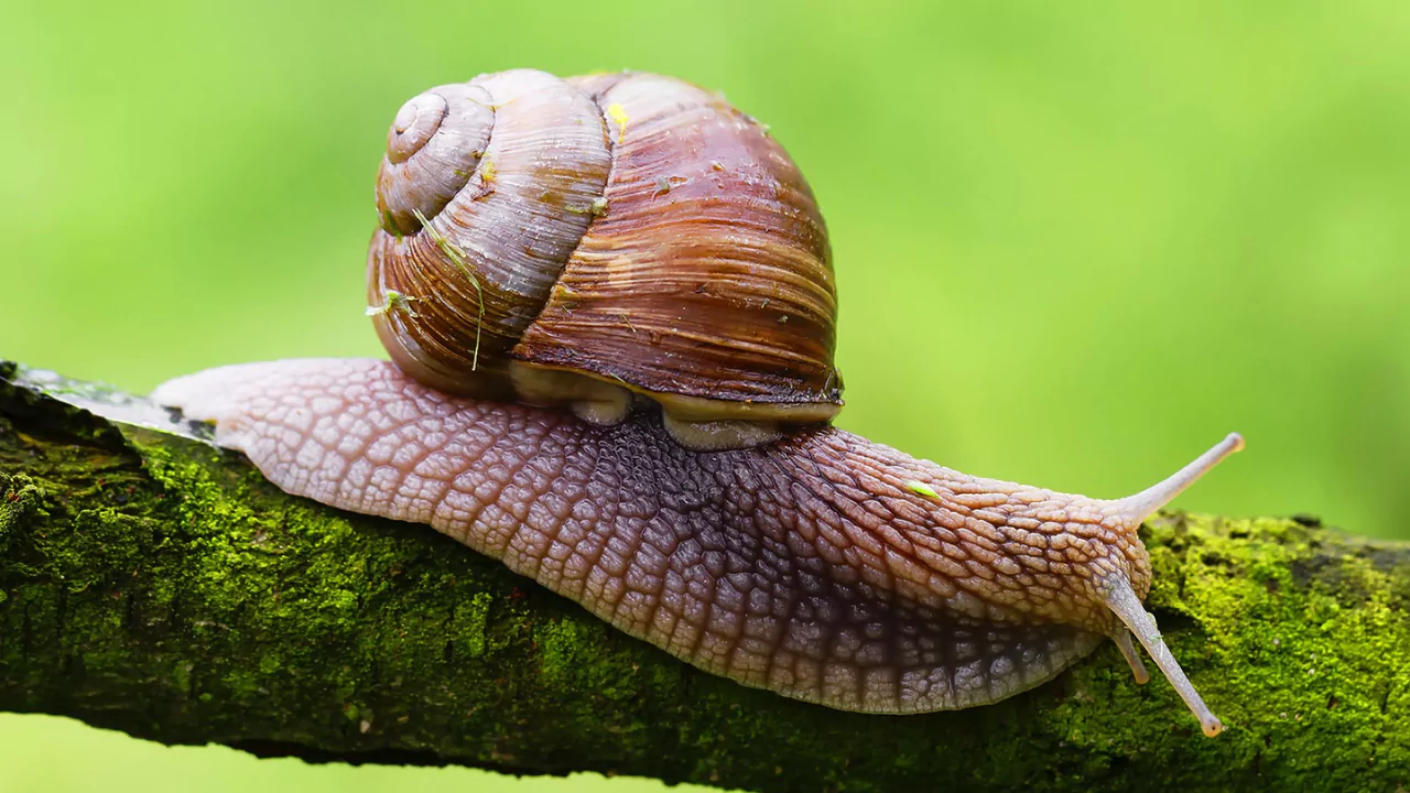 What Do Snails Eat? 1 Snail Habitat