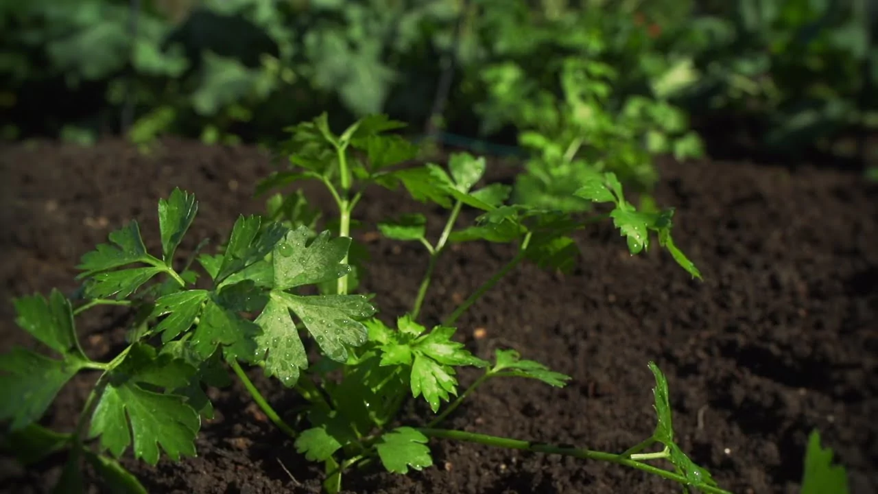 Can You Eat Yellow Parsley