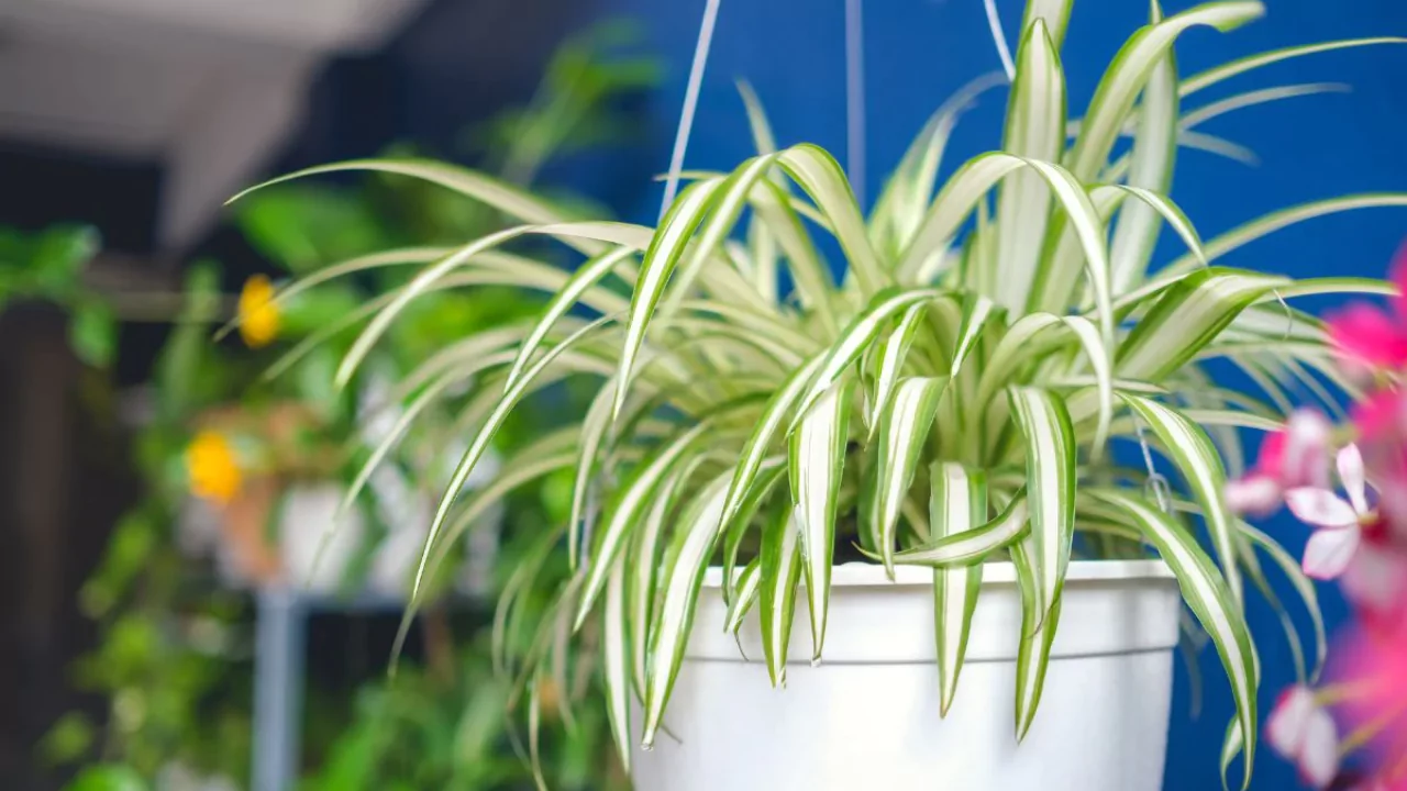 Spider Plant