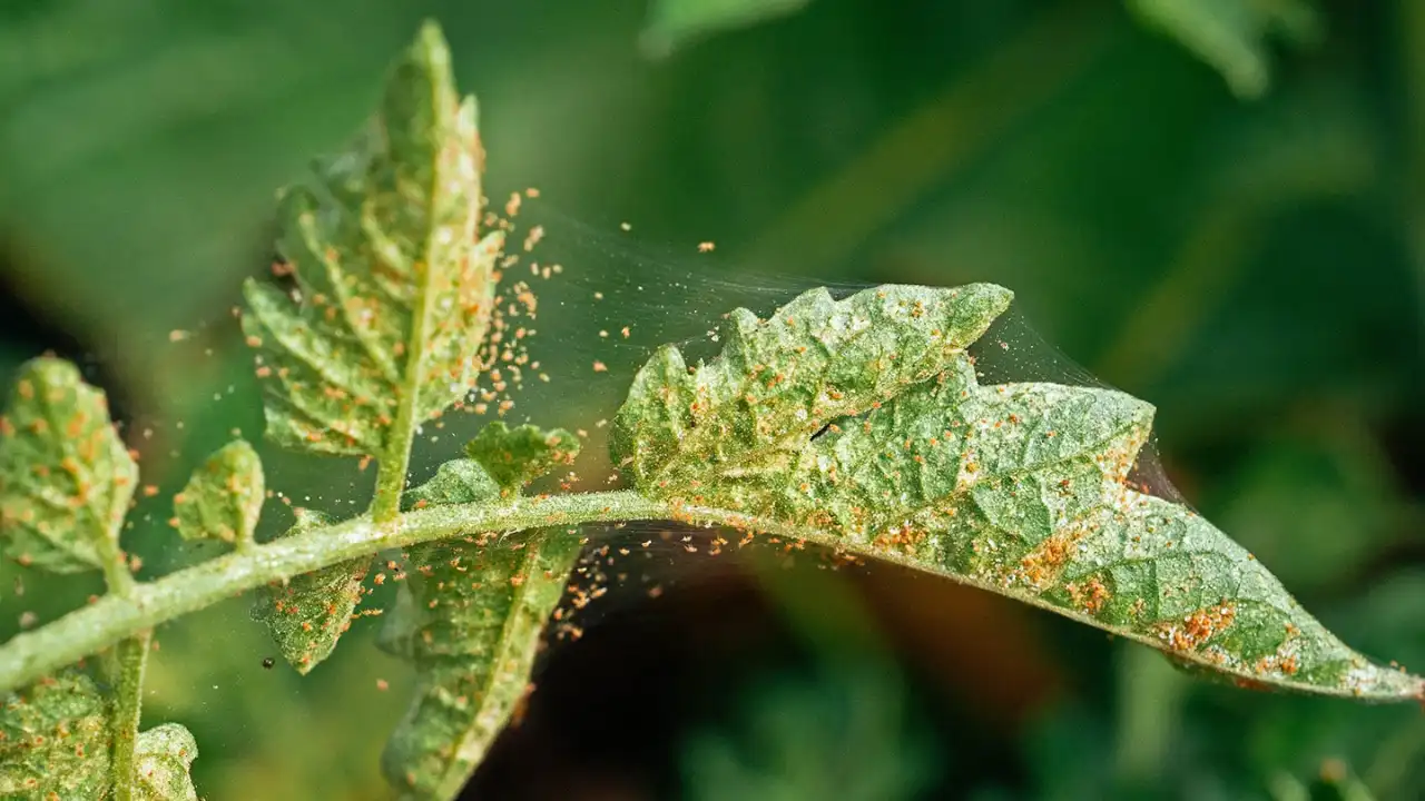 Growers Guide For Strawberries In Ohio 10 Spider mites on strawberries