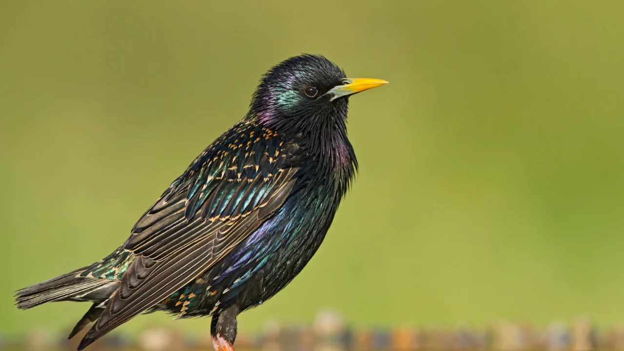 Do Starlings Nest In The Same Place Every Year? 1 Starling bird