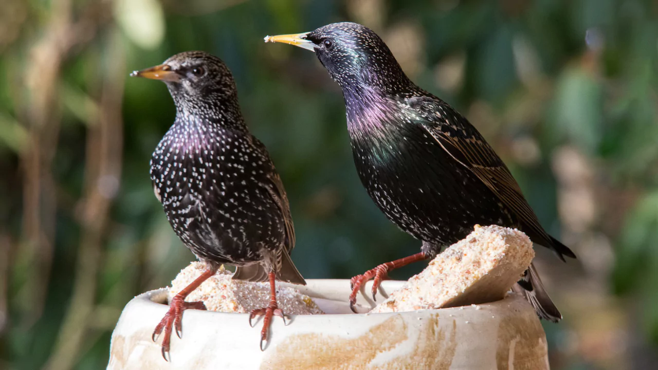Do Starlings Nest In The Same Place Every Year? 2 Starling