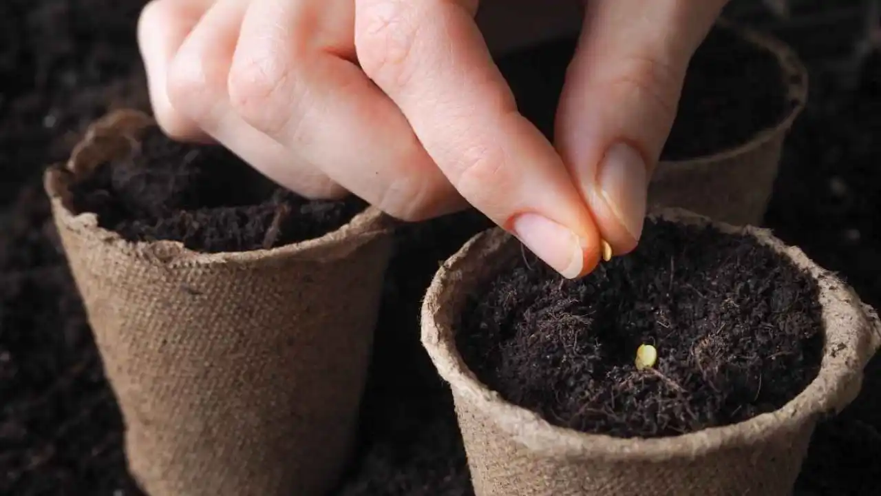 Starting growing tomatoes 1