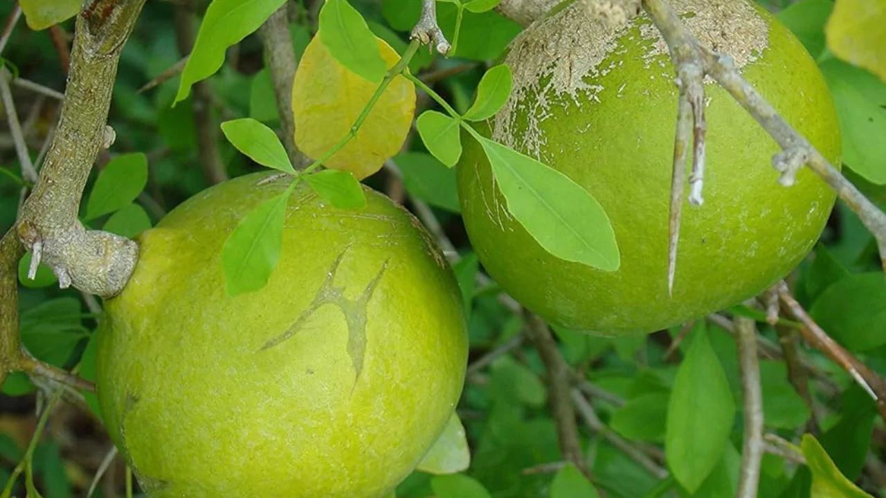 Growers Guide For Bilva Tree 3 Stone apple bilva tree fruit