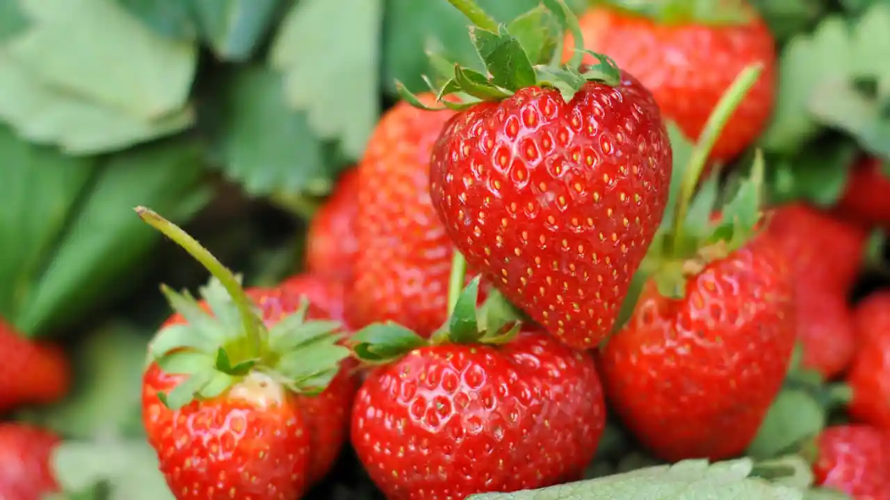 Growers Guide For Strawberries In Ohio 1 Strawberries Grow Well In Ohio