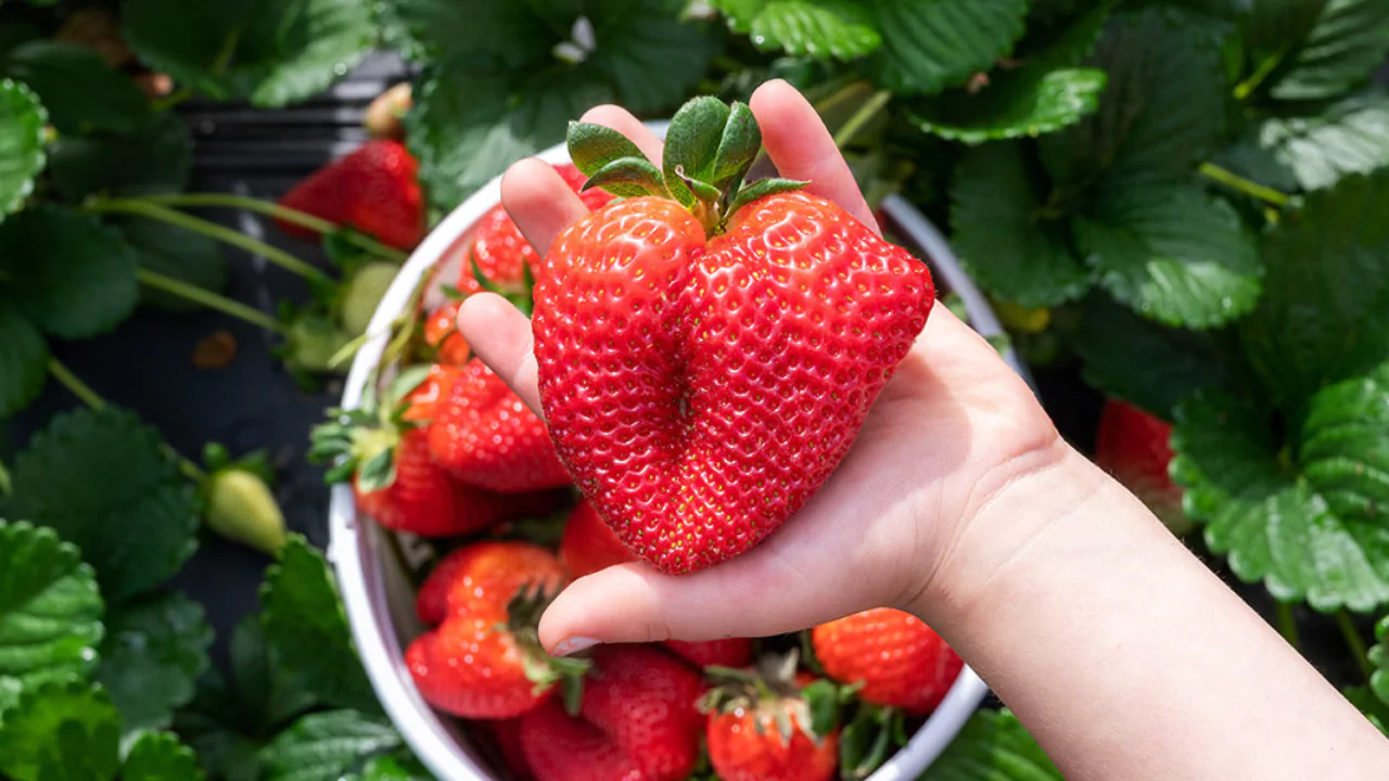 Growers Guide For Strawberries In Ohio 5 Strawberries in Ohio guide