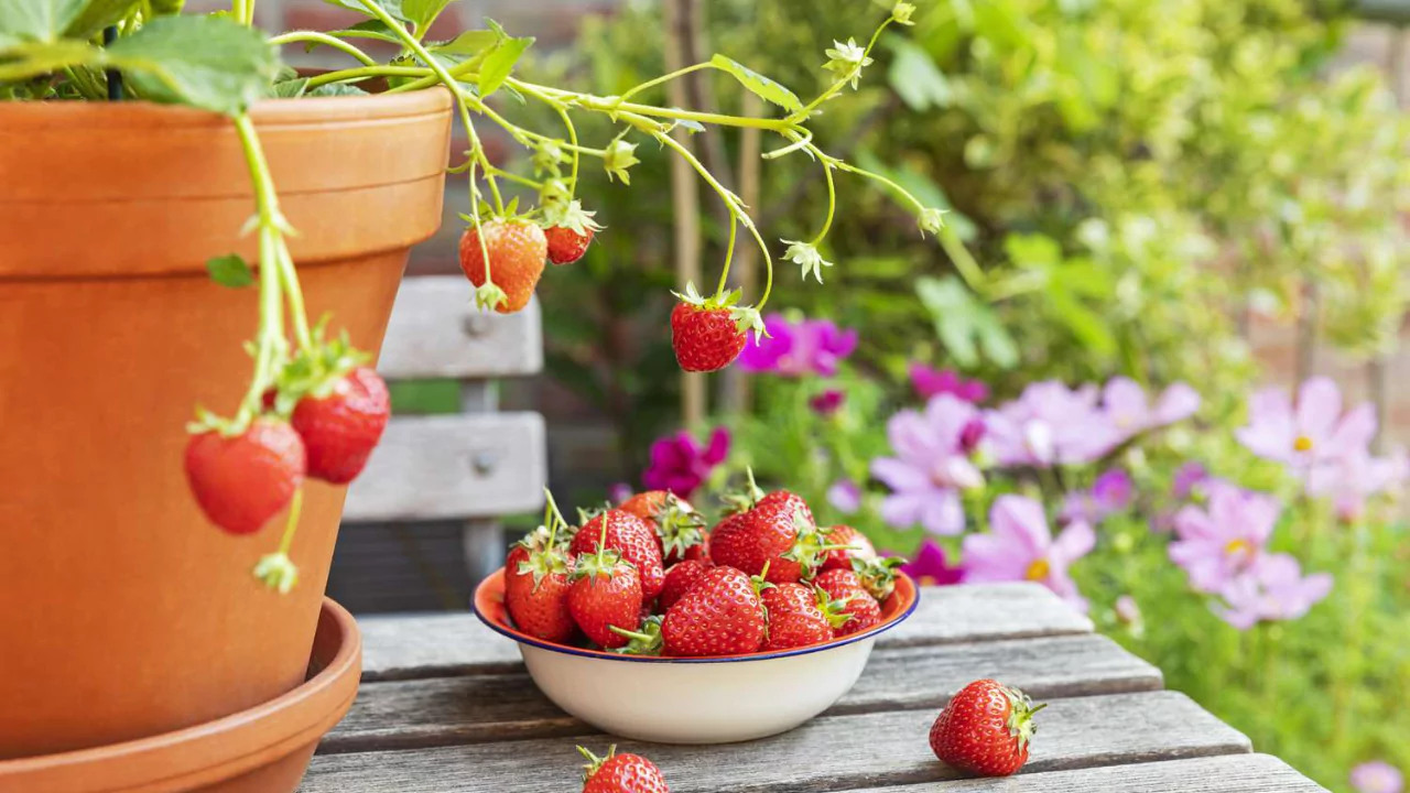 Strawberry pot