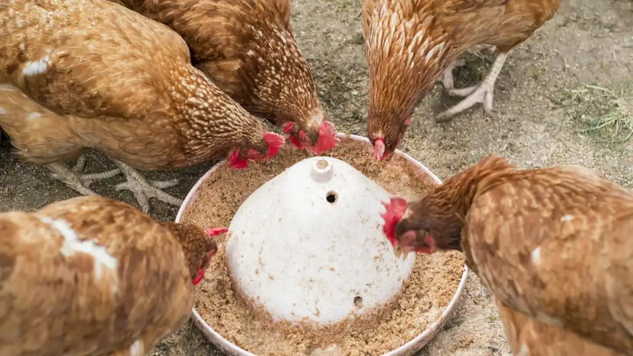 Tankstand feeders for chicken