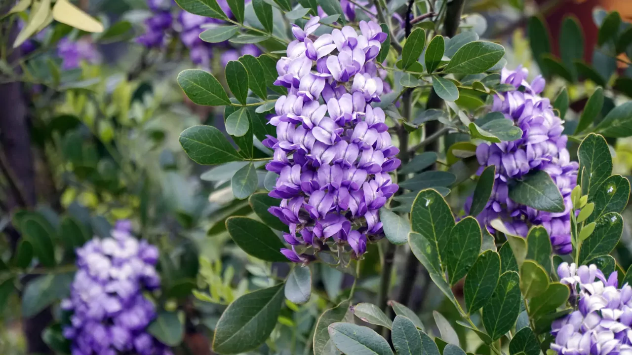 Texas Mountain Laurel