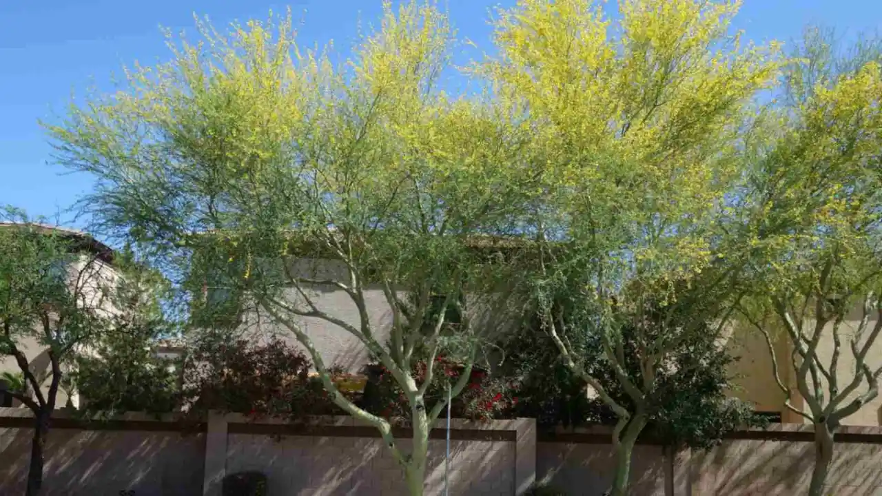 Five Trees With Green Barks 4 The Sonoran Palo Verde tree