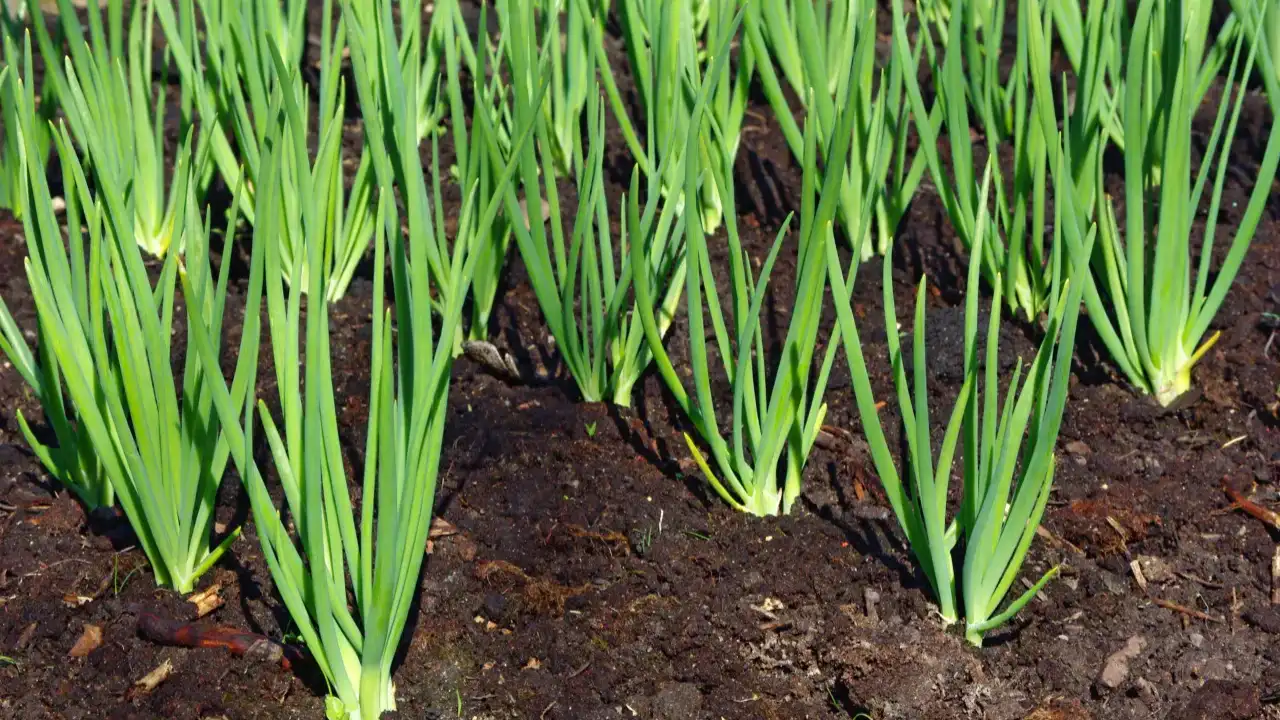 Why Do Some Onions Have Flowers And Some Don’t? 2 The lifecycle of onions