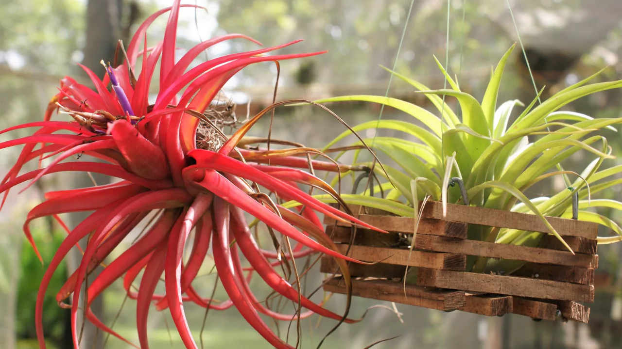 Tillandsia