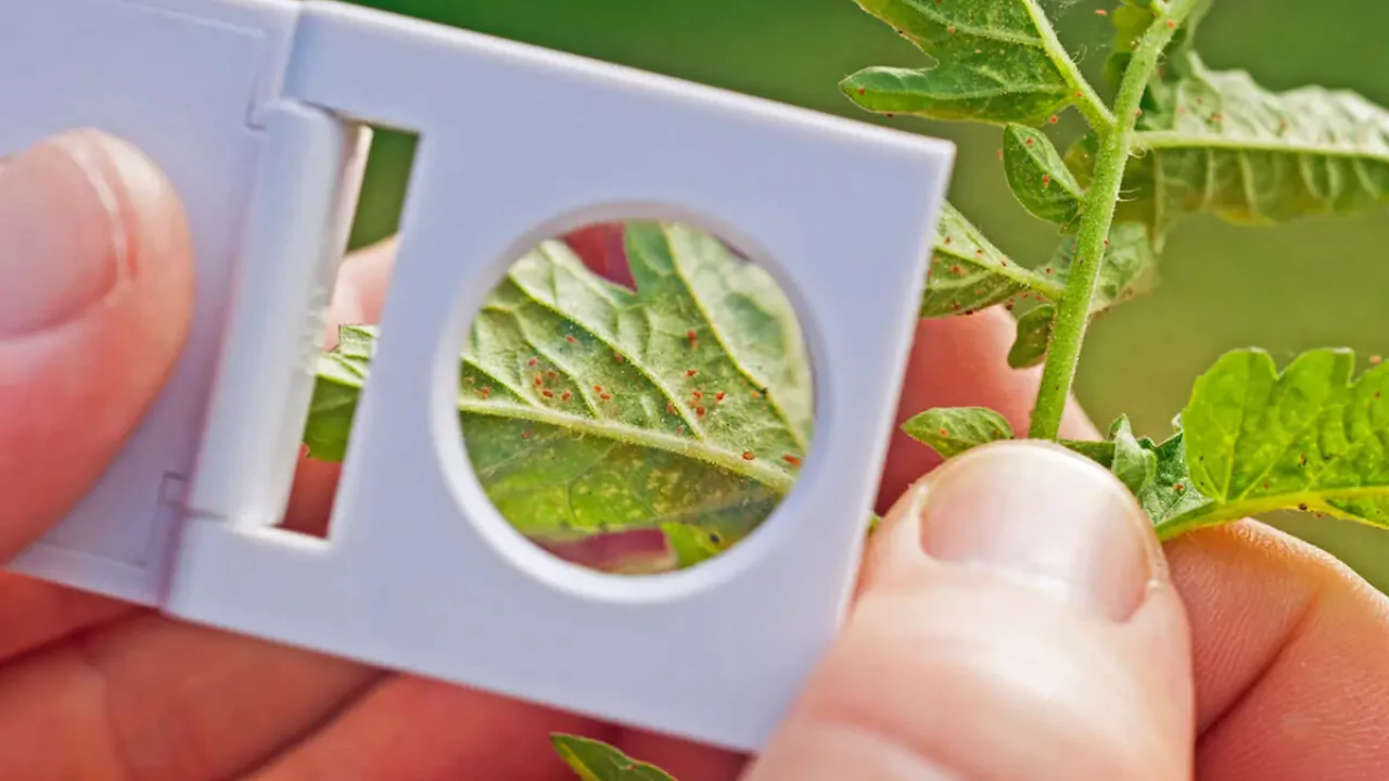 Are Red Spider Mites Harmful to Humans