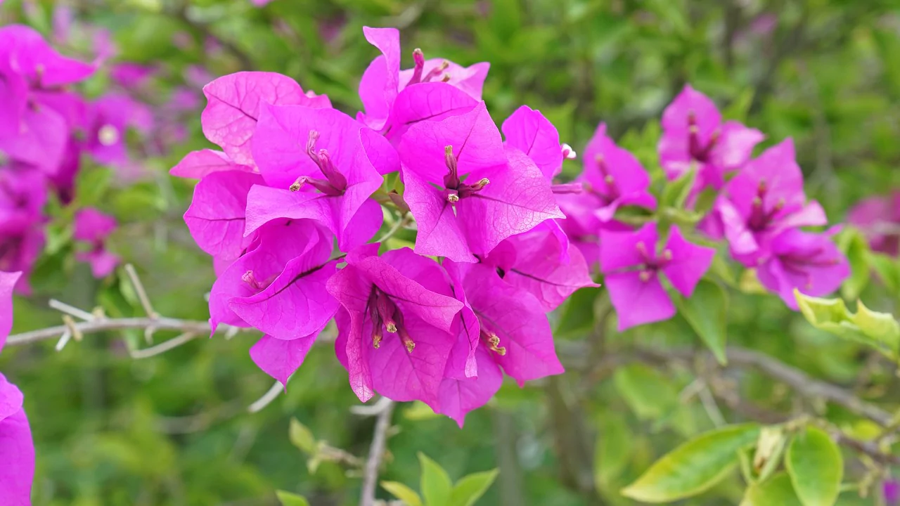 Growers Guide for Paper Flower Plant