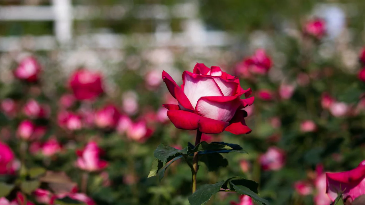 Type of soil Osiria rose needs