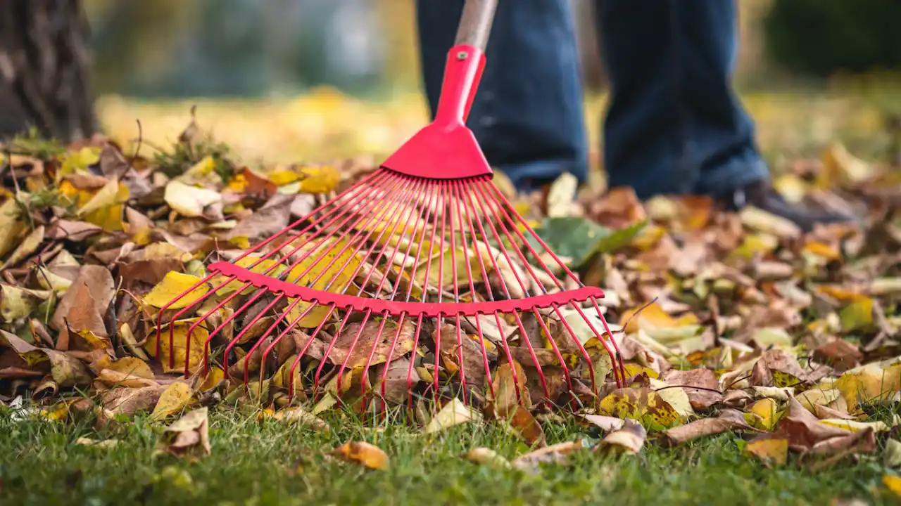 Can I Use Compost for Overseeding