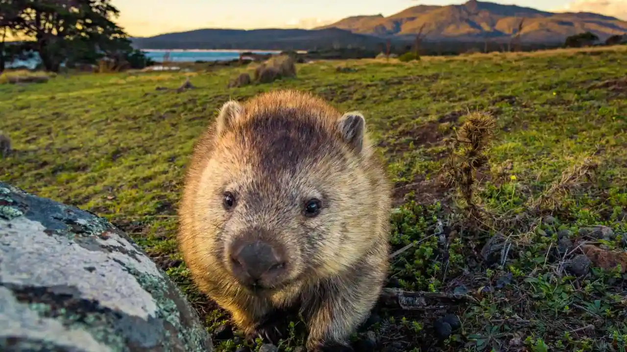 Do Wombats Like to be Petted