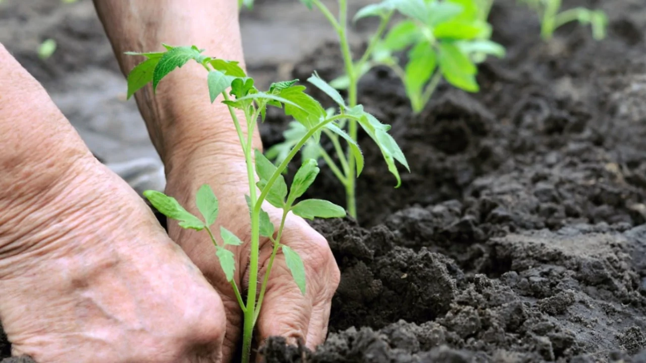 Watching tomato plant grow