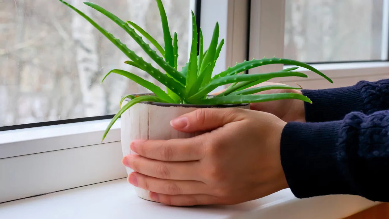 Watering aloe vera basics