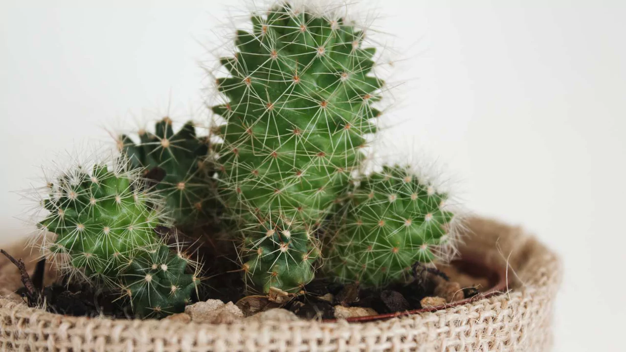 Watering outdoor cacti mistakes
