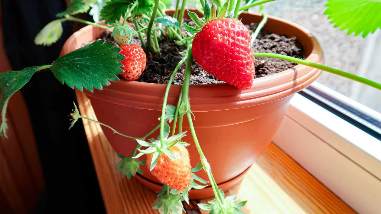 Watering potted strawberries 1