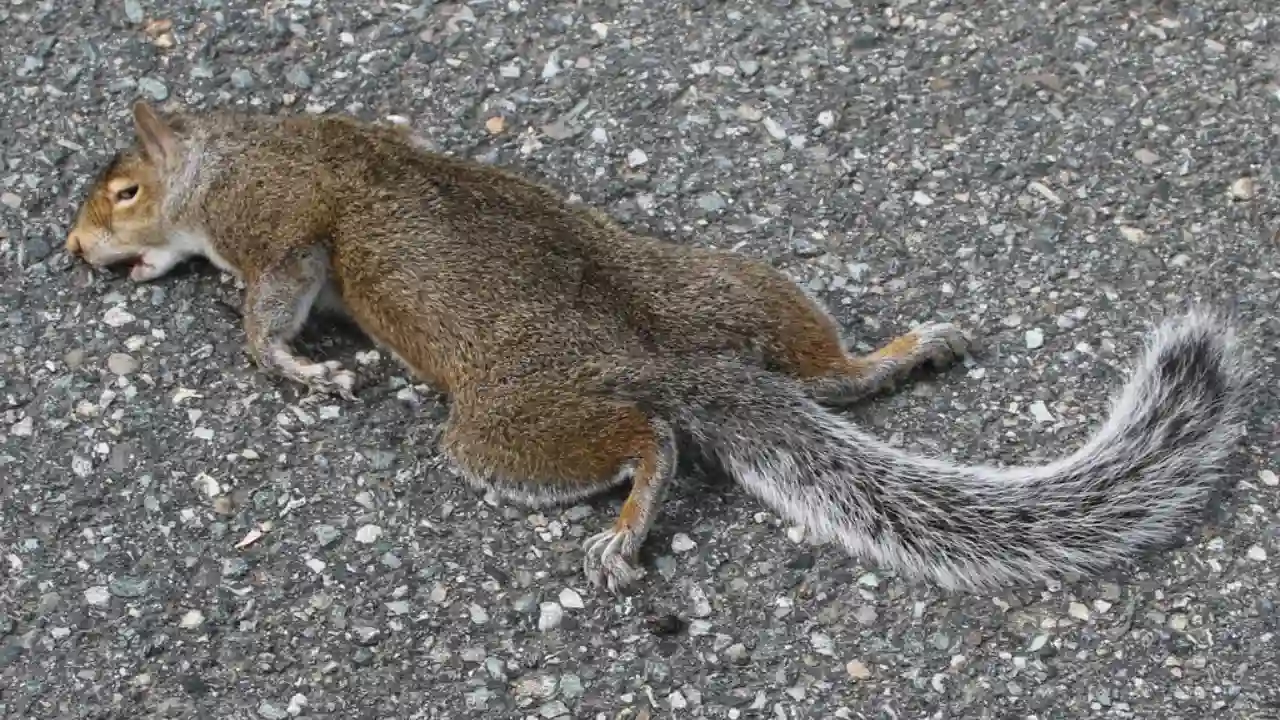 Do Squirrels Bury Their Dead? 1 What Do Squirrels Do With Their Dead
