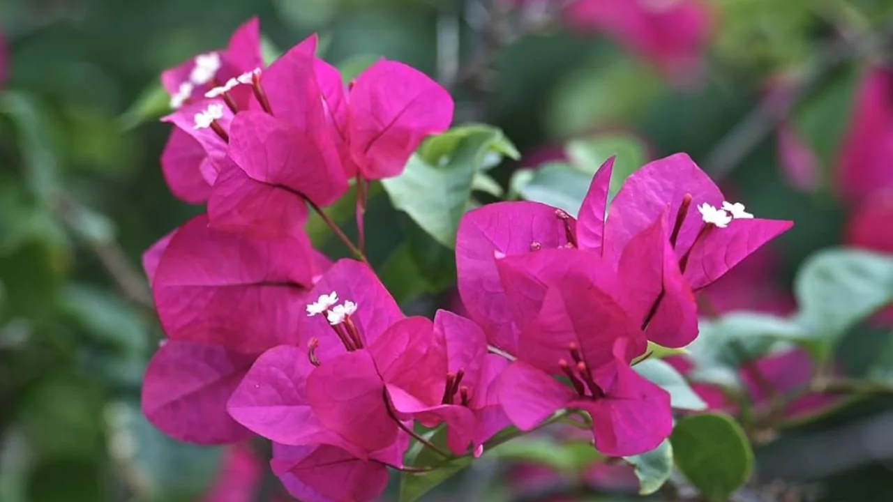 What paper flower plant looks like