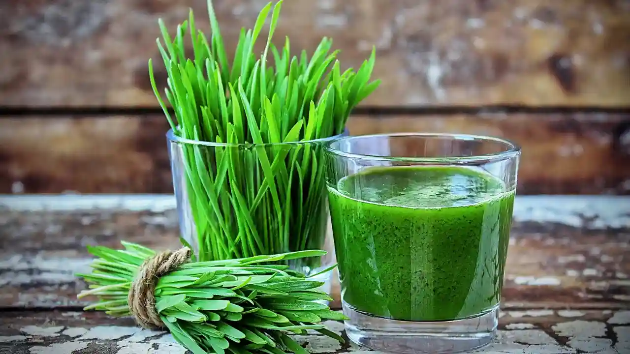 What to Do with Wheatgrass after Cutting? 2 Wheatgrass juice