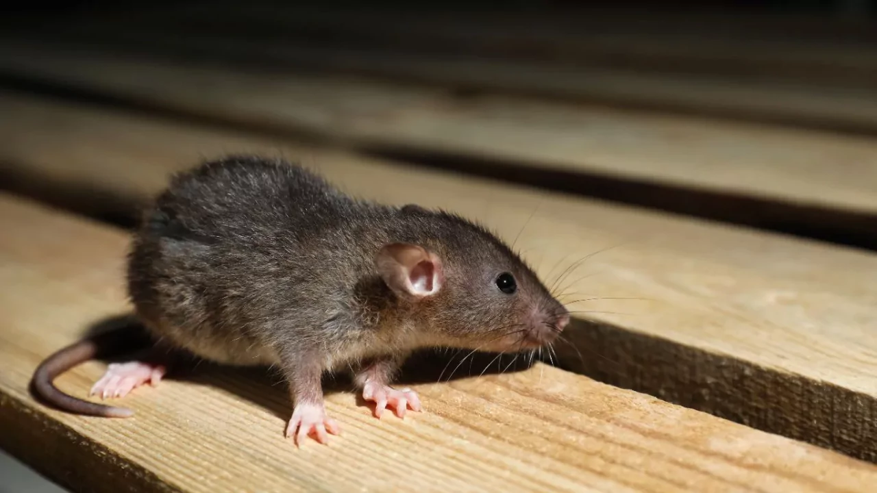 Why Are Rats a Problem