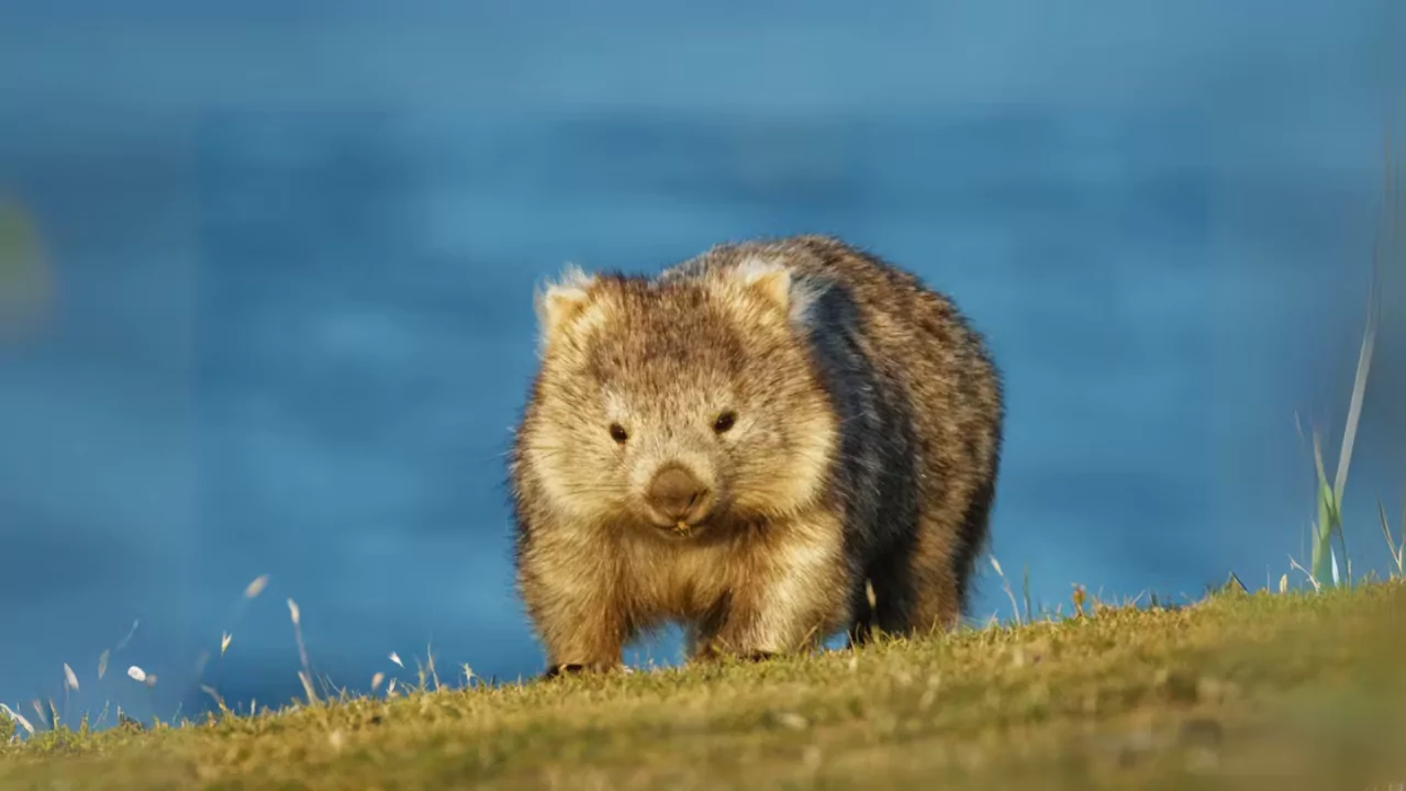 Do Wombats Like to be Petted? 5 Wombats are fighting 1