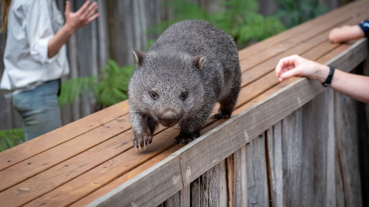 Do Wombats Like to be Petted? 2 Wombats are not friendly