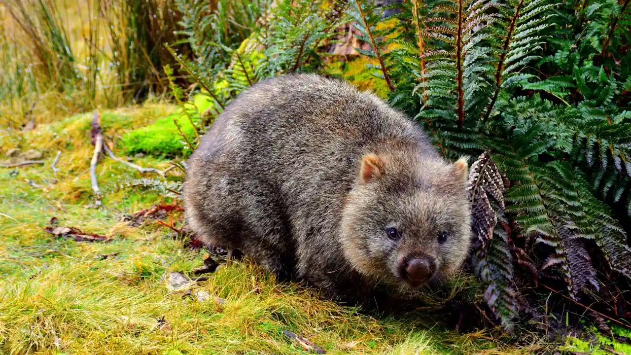 Do Wombats Like to be Petted? 1 Wombats