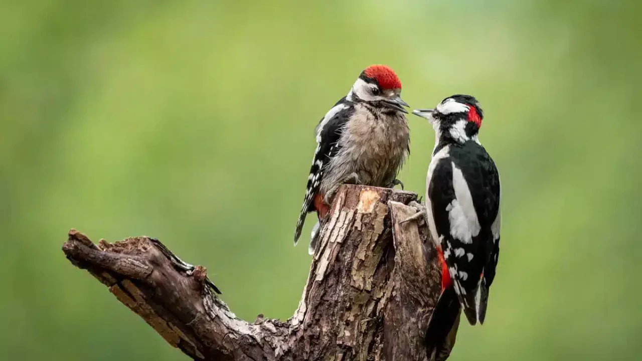 Woodpecker Behavior And Characteristics
