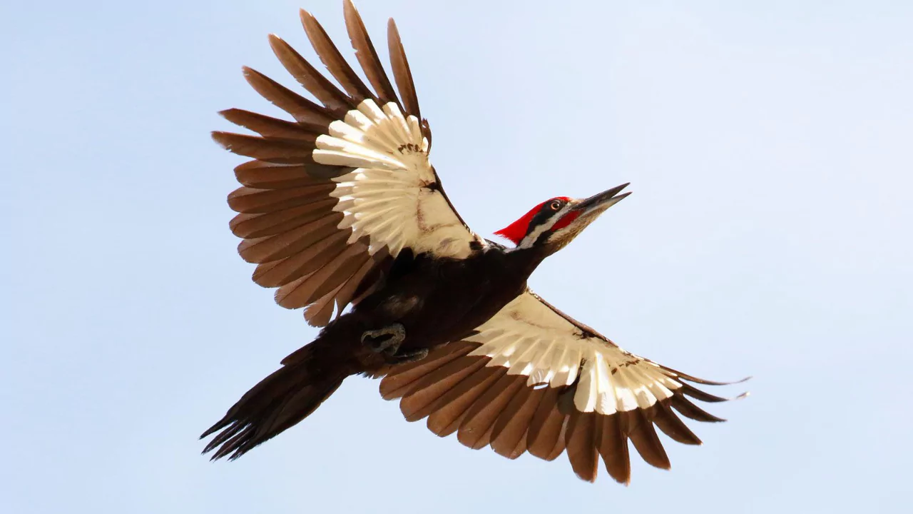 Woodpecker Conservation and Protection