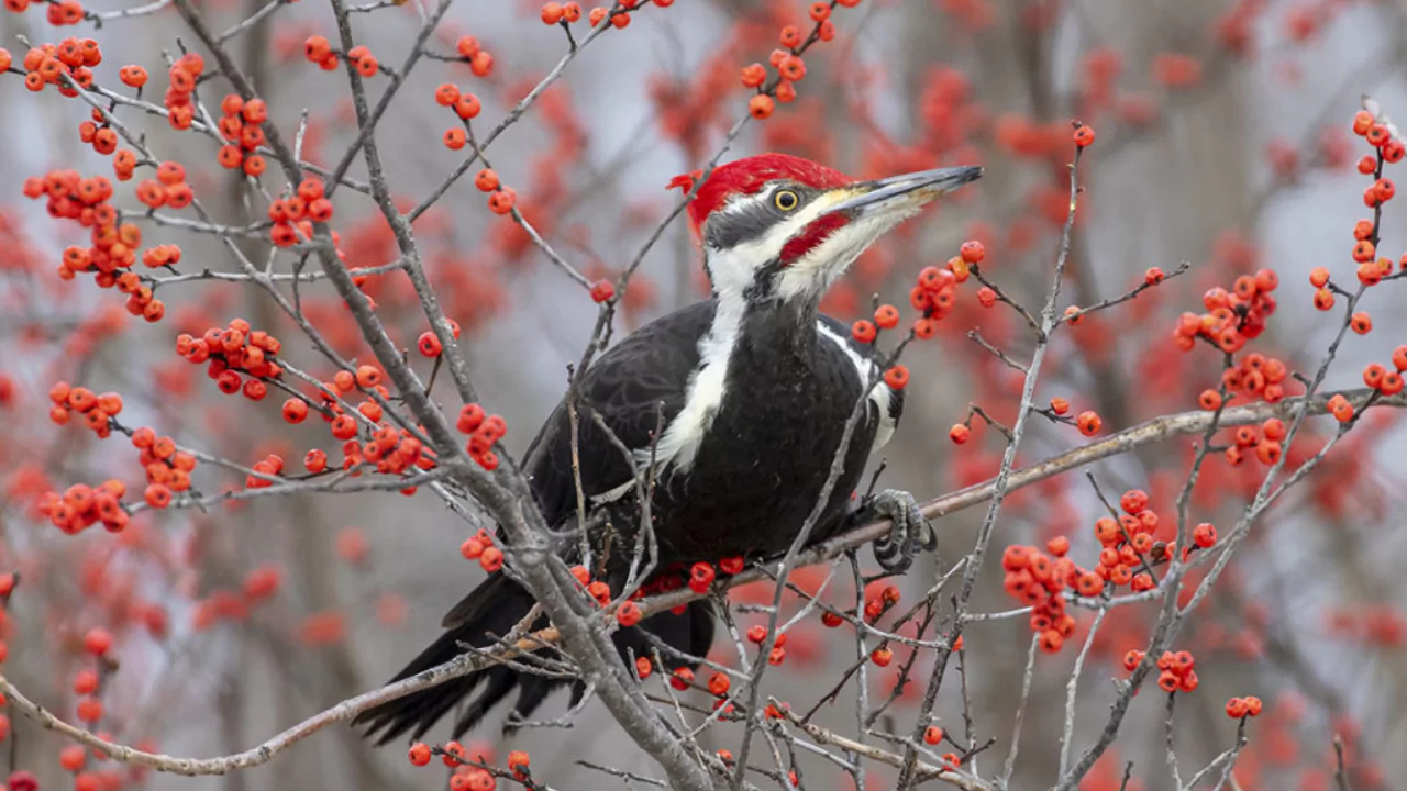Woodpeckers And Their Role In Ecosystems