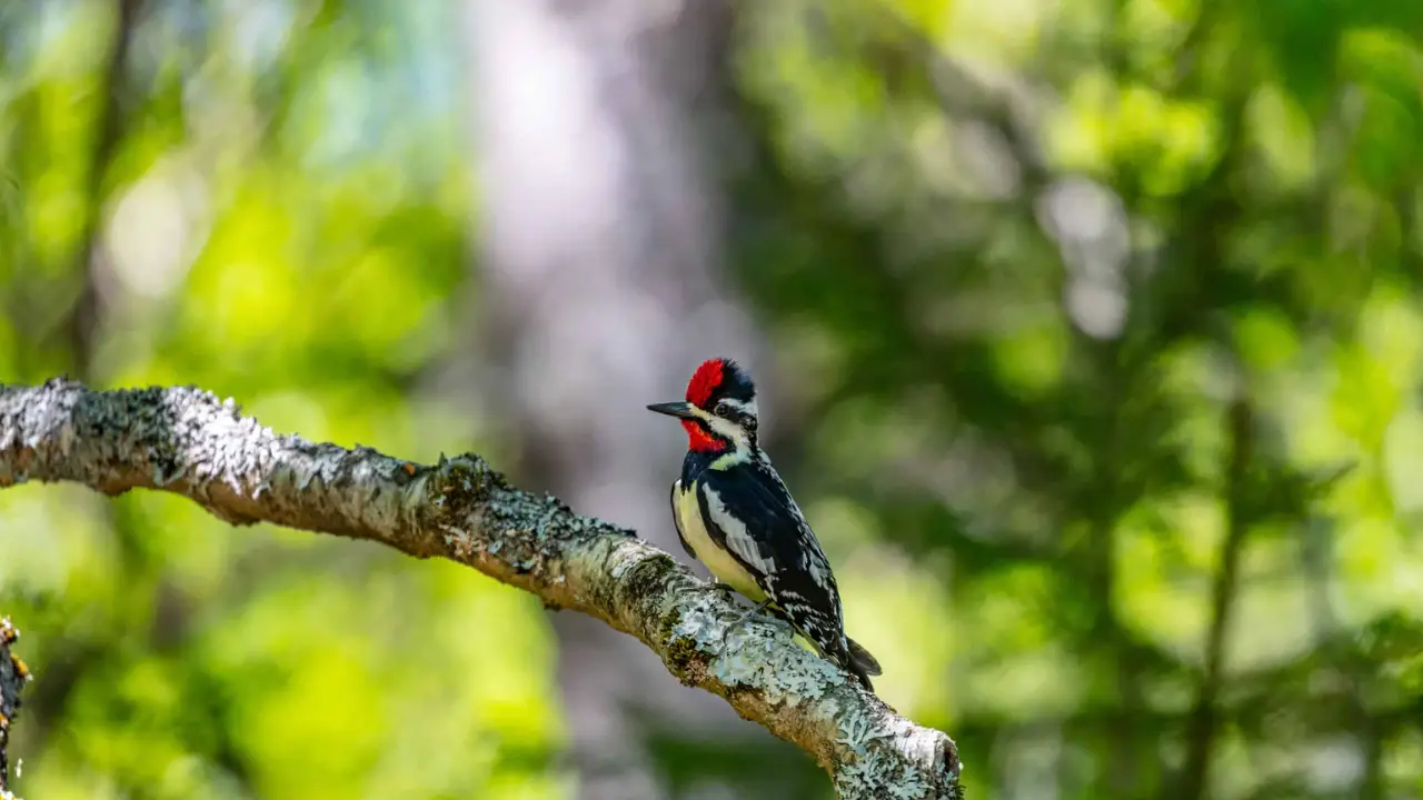 Yellow bellied Sapsucker