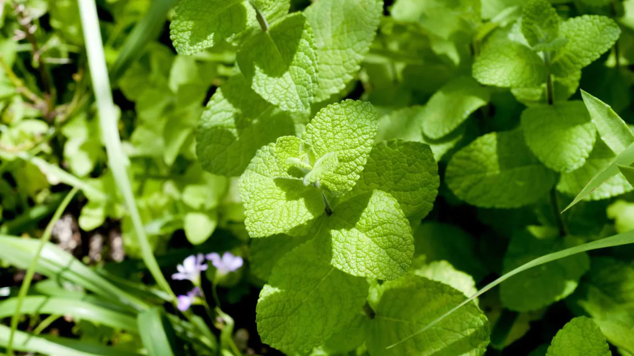 Aerogarden Mint Not Growing- Here Is Why 4 big mint leaves