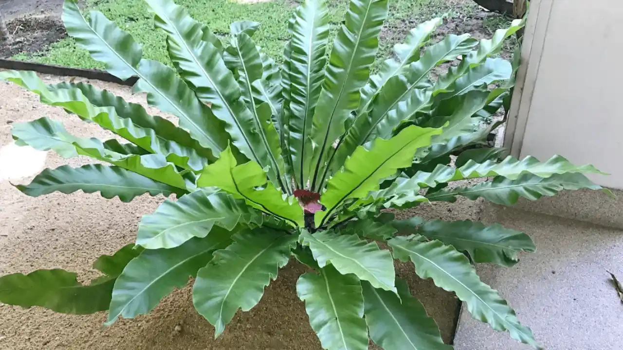 birds nest fern
