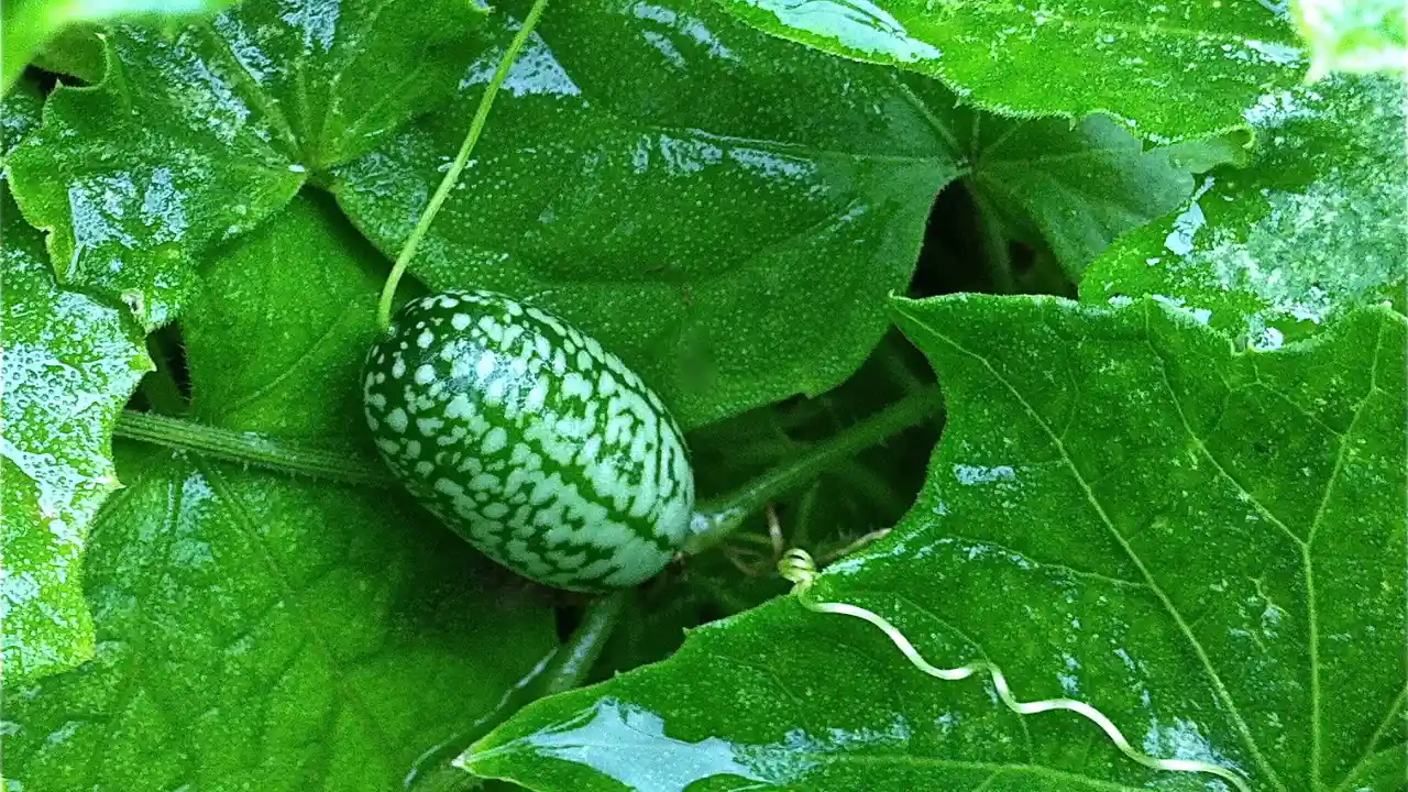 How to Grow Cucamelon In Hanging Baskets