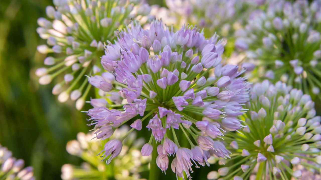 Why Do Some Onions Have Flowers And Some Don’t? 3 flowering in onions 1