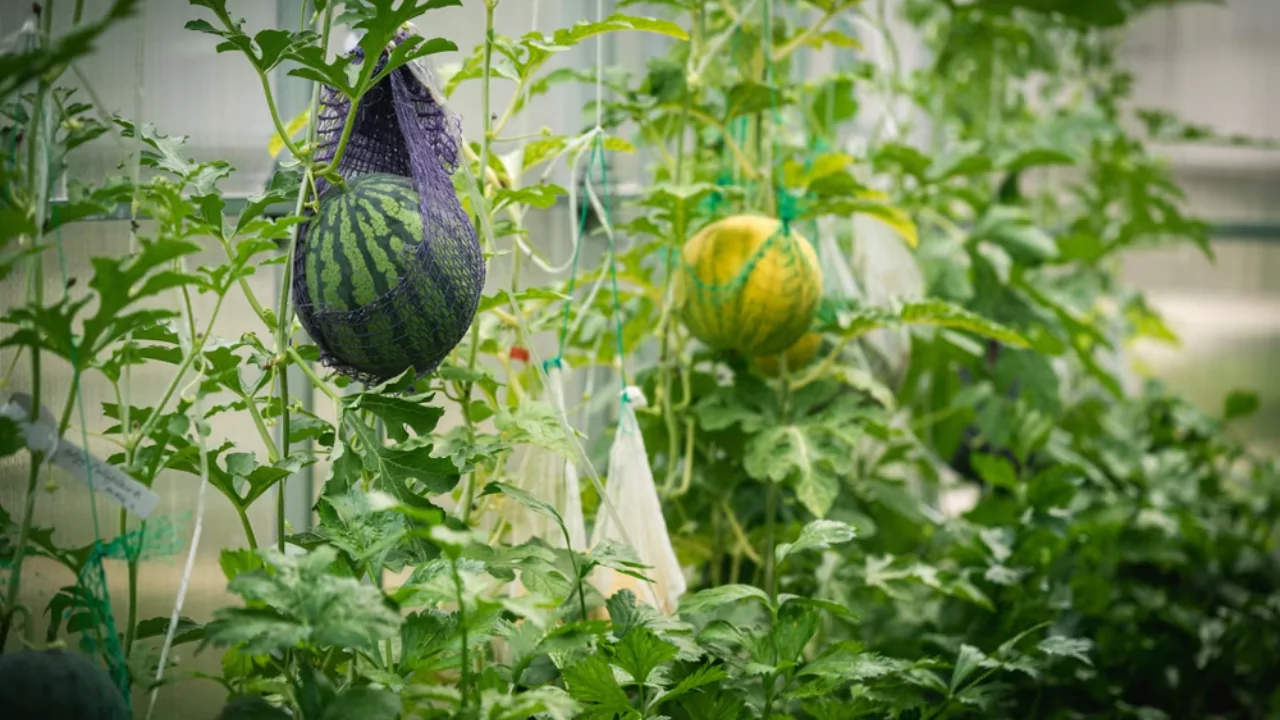 How to Grow Hydroponic Watermelon the Right Way 5 growing watermelons