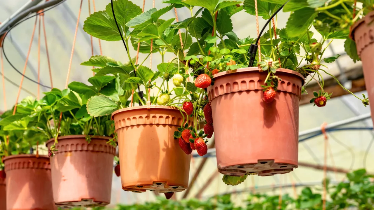 hanging baskets