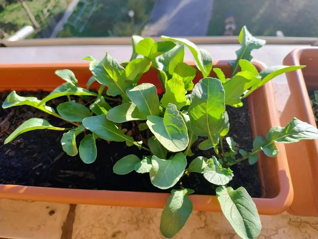 Arugula Microgreens Vs Arugula