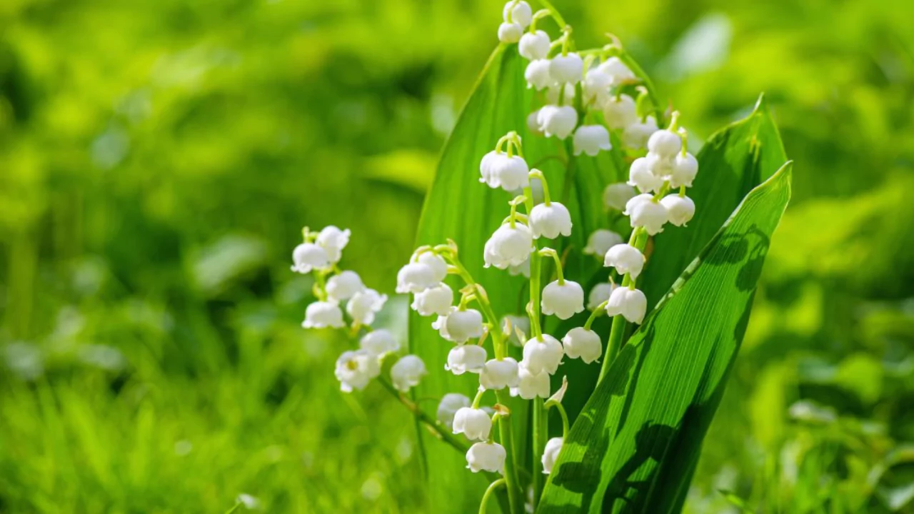 lily of the valley
