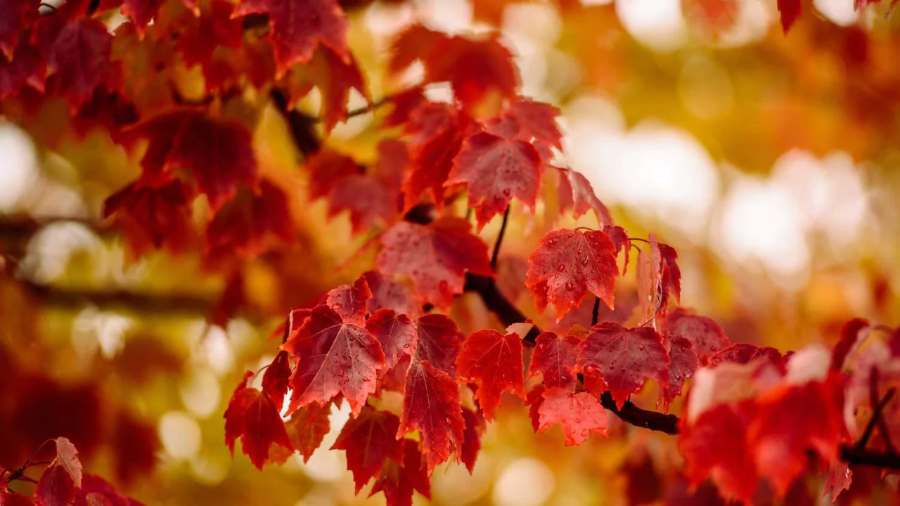 red mapl tree