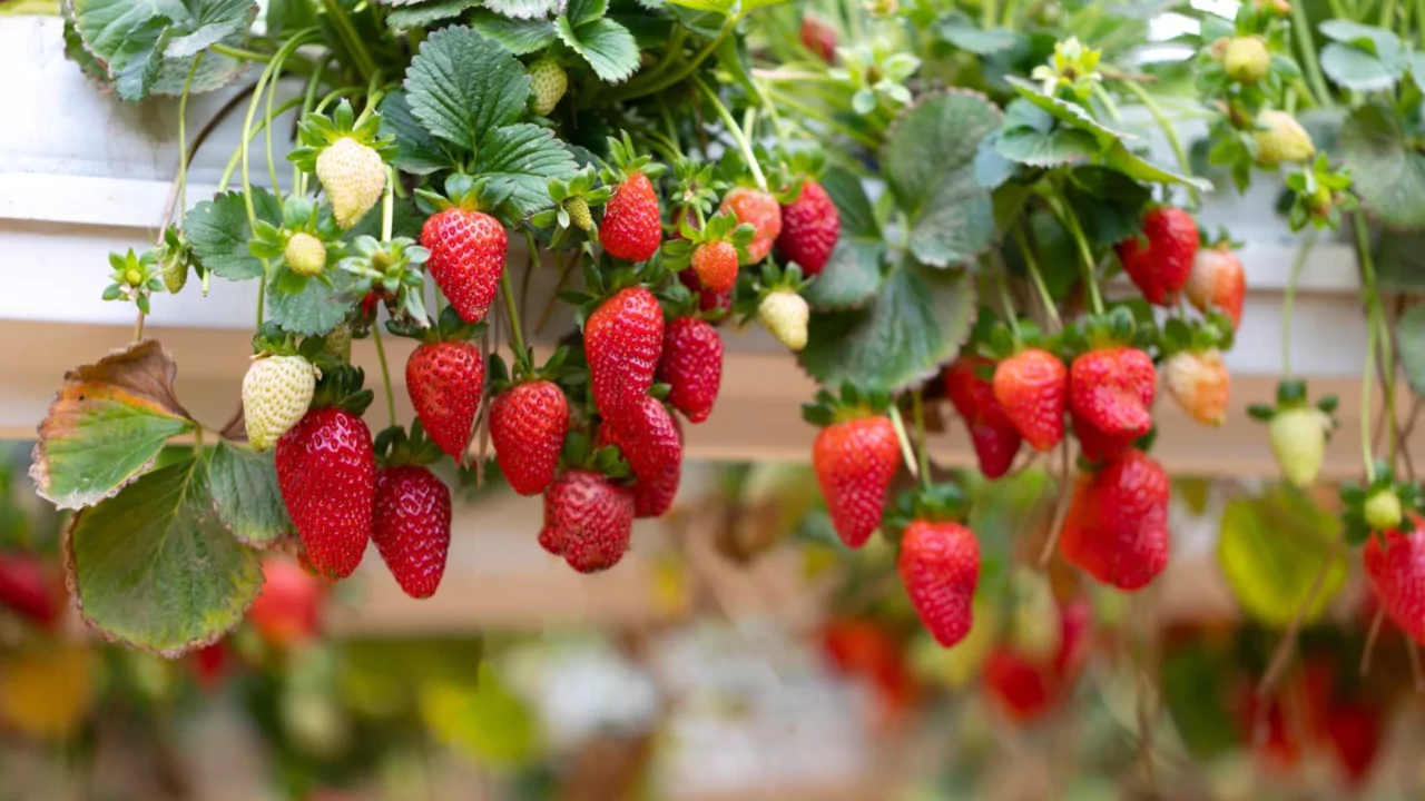 strawberries grow well in hanging baskets