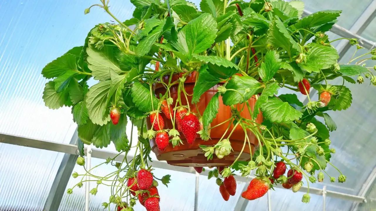 strawberry plants
